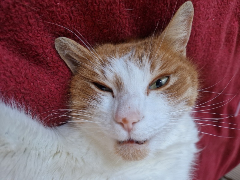 If your cat did OLD, what profile picture would she/he use?