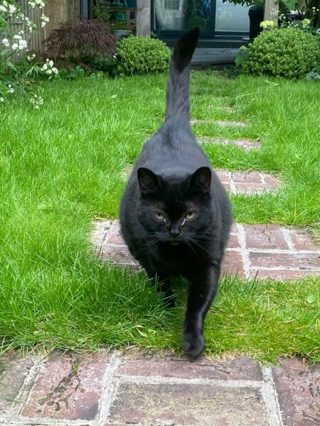 If your cat did OLD, what profile picture would she/he use?