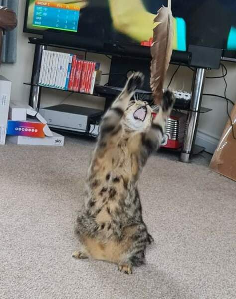 If your cat did OLD, what profile picture would she/he use?