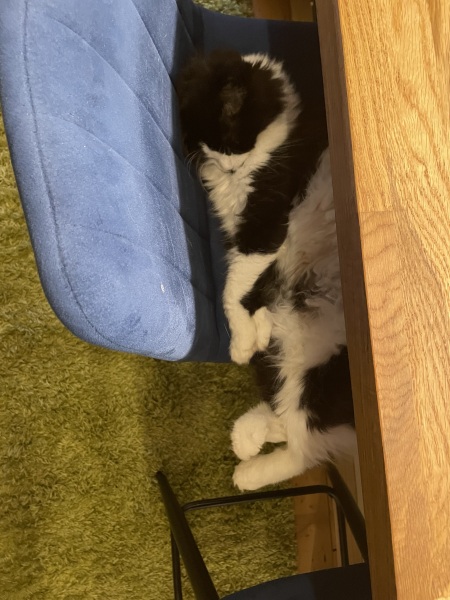 If your cat did OLD, what profile picture would she/he use?