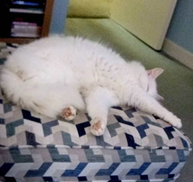 Trick or Cat Treat? The Excellent Cats do Halloween