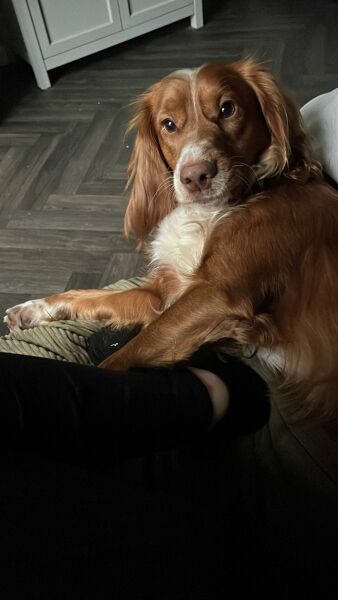 Adolescent Dog Survival...Sharing Tips & Tails