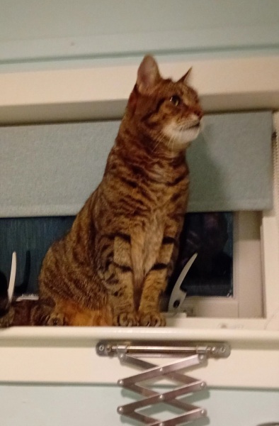 Trick or Cat Treat? The Excellent Cats do Halloween