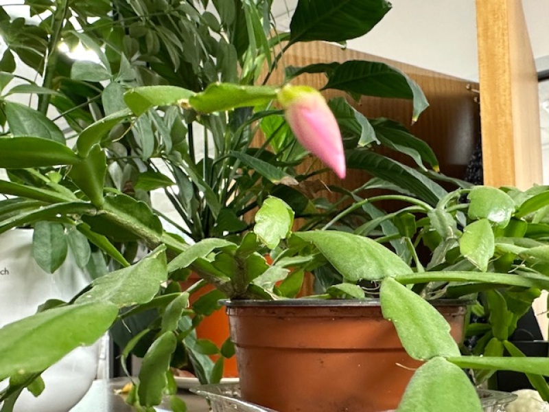 The Nigel Slater Christmas Chronicles Readalong 2024