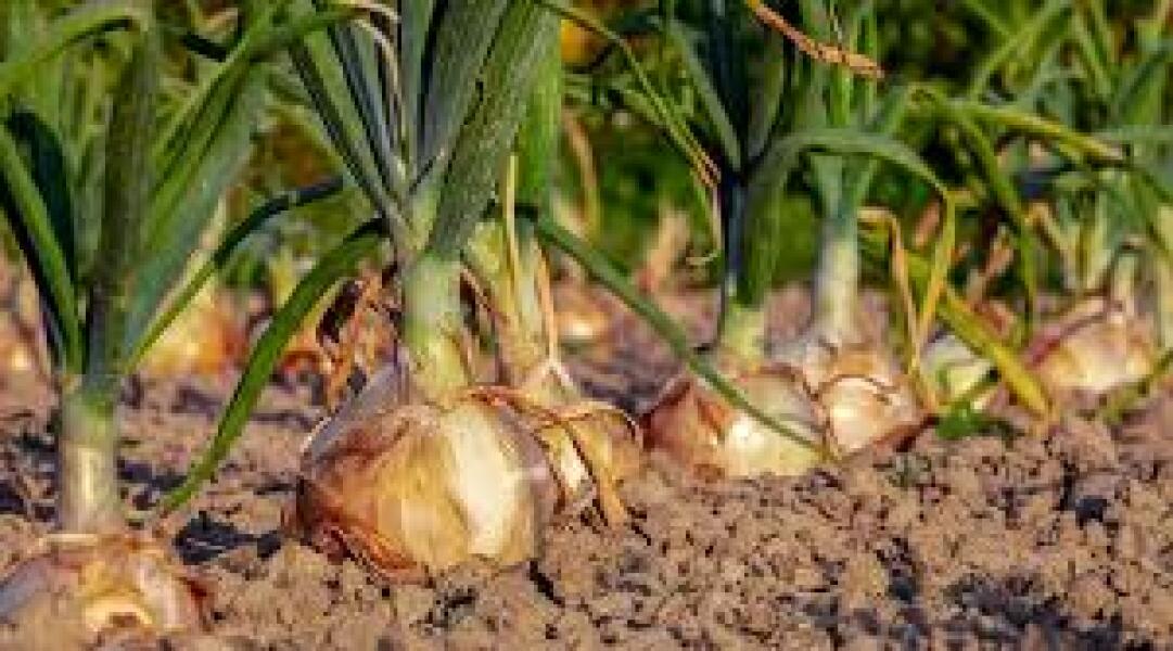 Is this onion safe to eat? Mould on skin see pic