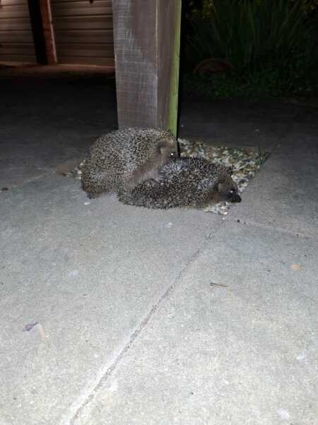 Hedgehogs, death and depression