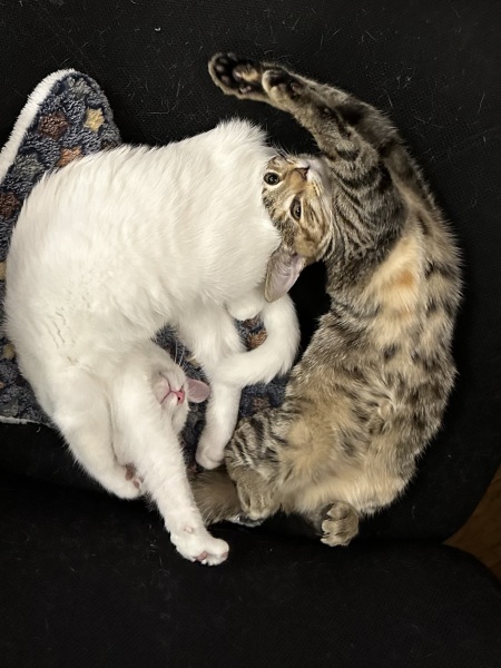 If your cat did OLD, what profile picture would she/he use?