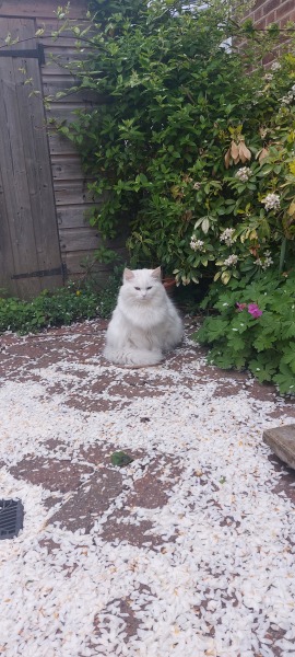 If your cat did OLD, what profile picture would she/he use?