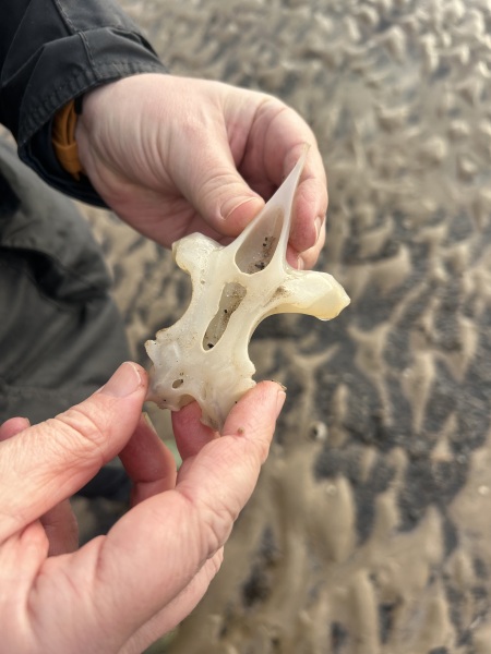 What’s this I’ve just found on the beach?