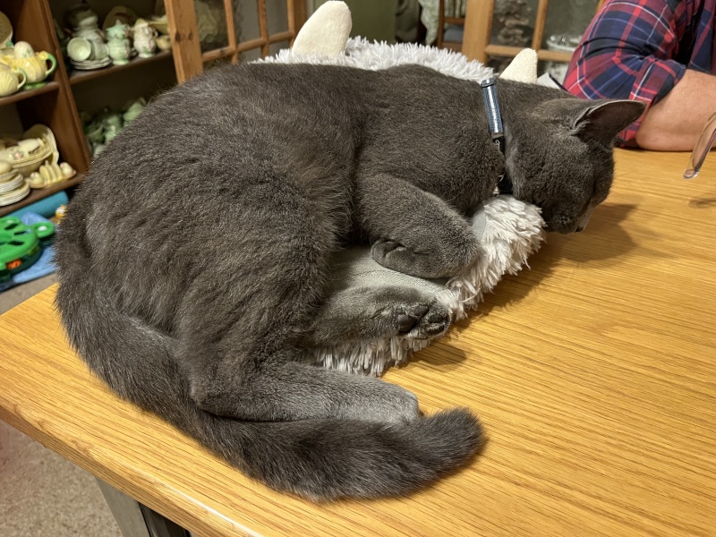 Trick or Cat Treat? The Excellent Cats do Halloween