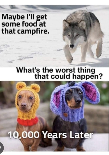 To dislike the increase in dogs in shops/cafes
