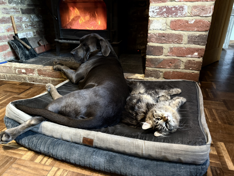 Has anybody got a fire or logburner lit at home today?