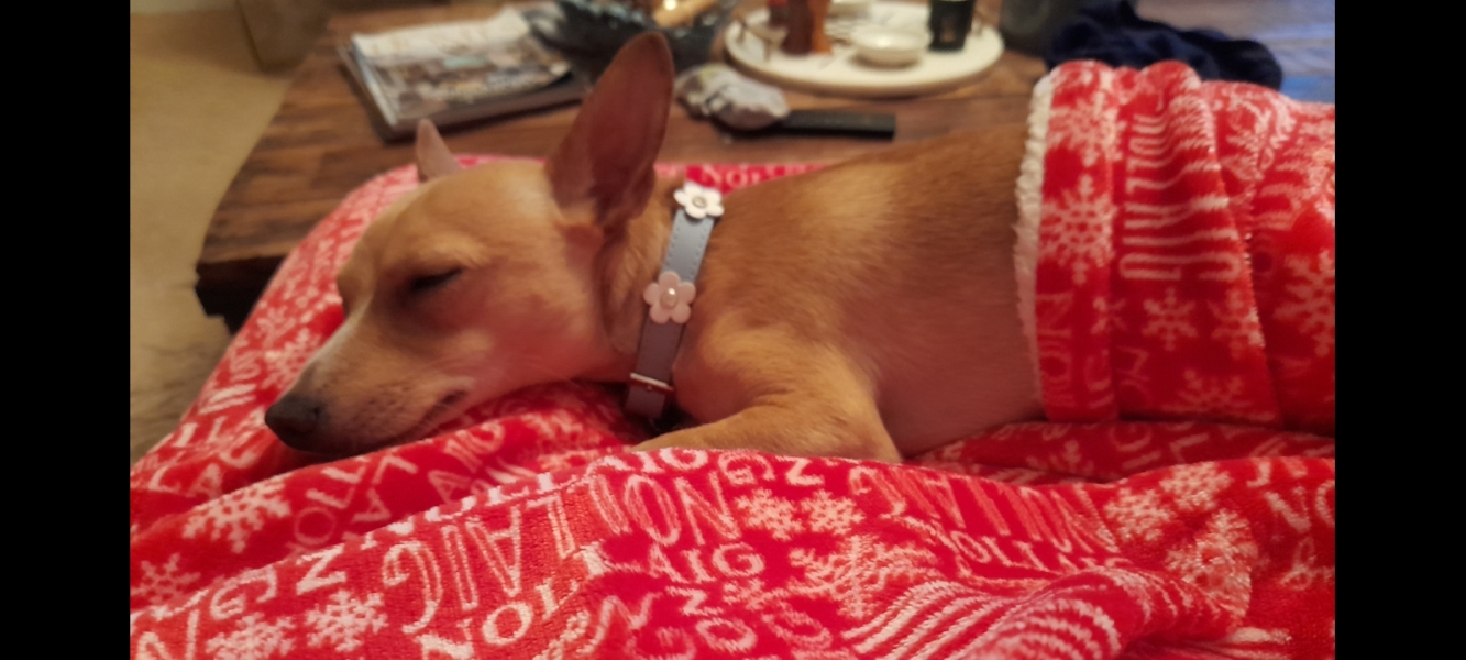 Christmas dog of the month: Share your festive dog photos & win a £100 prize bundle!