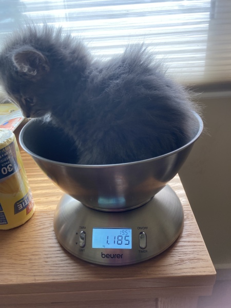 Enter Cat Four
