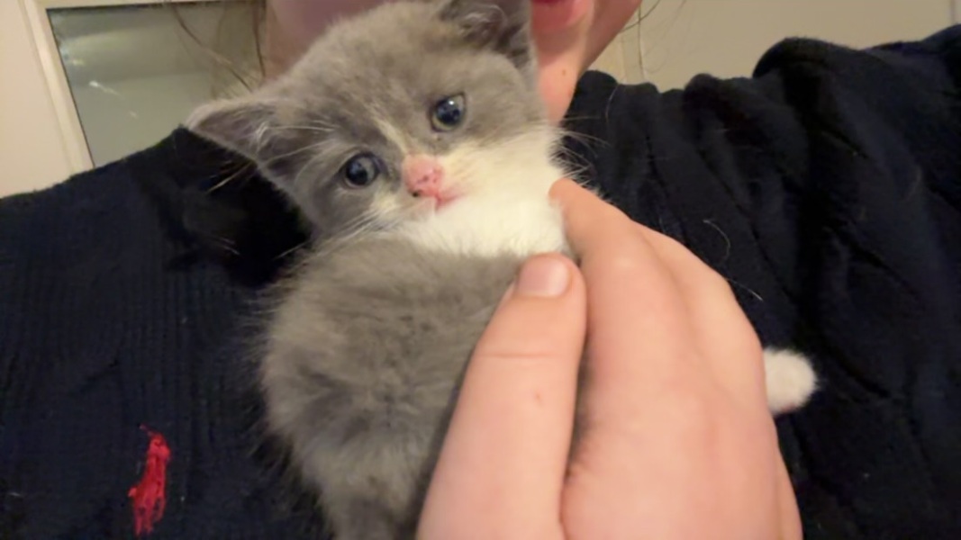 Bringing our new girl home - help!