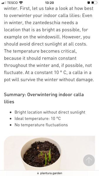 Calla lily care in winter