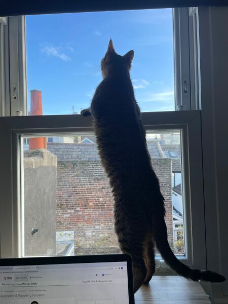 Trick or Cat Treat? The Excellent Cats do Halloween