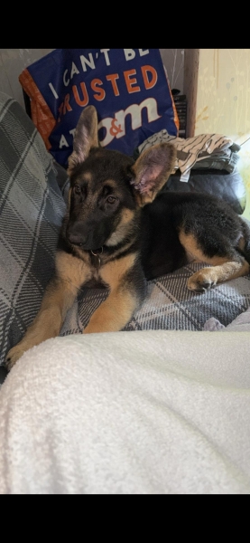 Does  this dog look like a full German shepherd  see pic