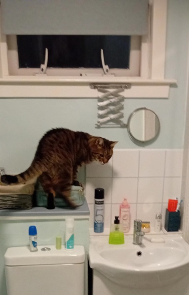 Trick or Cat Treat? The Excellent Cats do Halloween