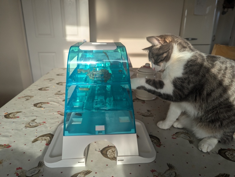 What is the absolute best Christmas present for a cat