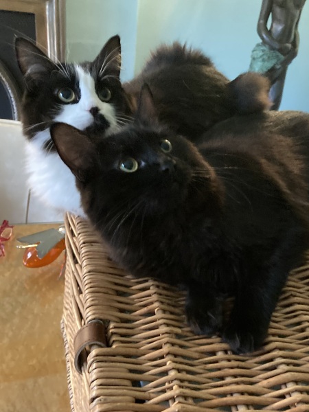 If your cat did OLD, what profile picture would she/he use?