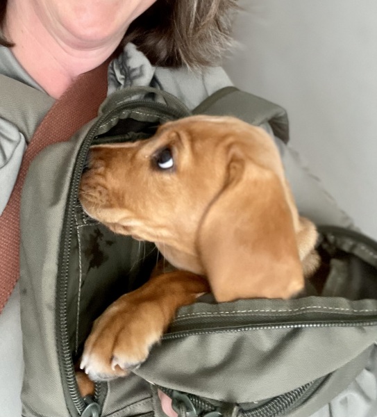 Puppy Survival Thread for New and Old Pups - here comes winter 2024
