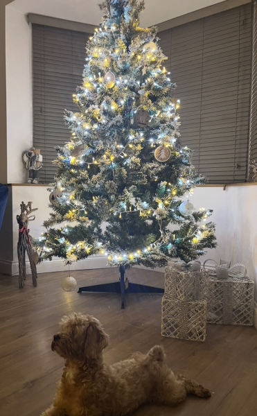Show us your Christmas trees