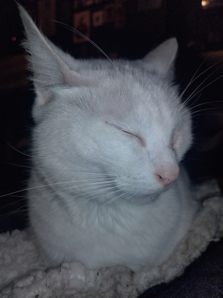 Trick or Cat Treat? The Excellent Cats do Halloween