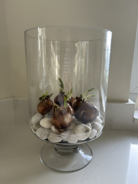 Poncetastic Christmas 2024