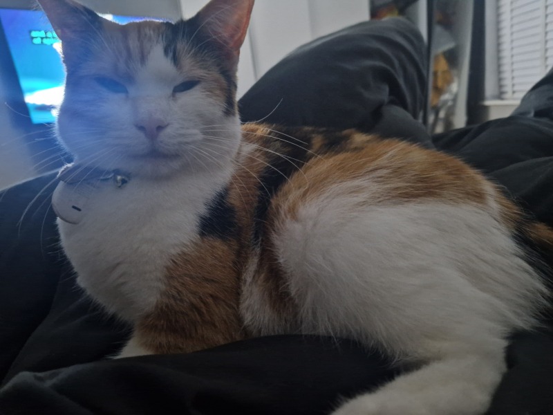 To keep my outdoor cat inside due to weather