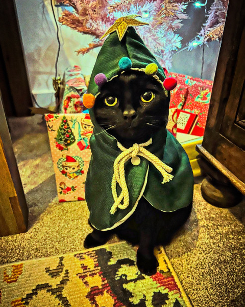 If your cat did OLD, what profile picture would she/he use?