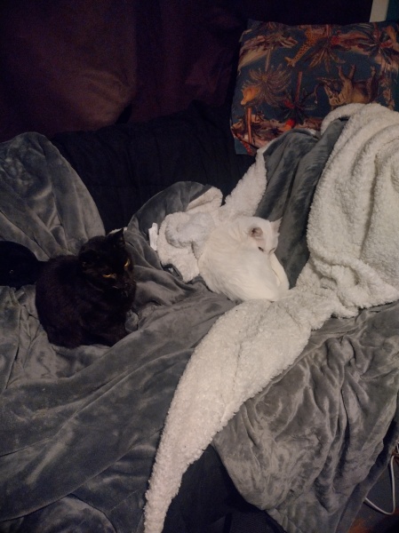 Trick or Cat Treat? The Excellent Cats do Halloween