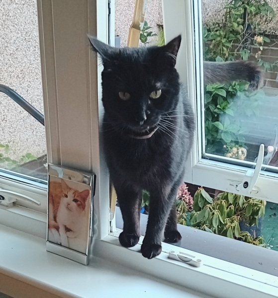 If your cat did OLD, what profile picture would she/he use?