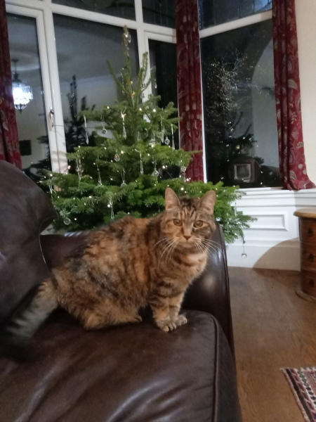 Tinsel, Glitter and Baubles - the Excellent Cats prepare to knock Everything off your Christmas Tree