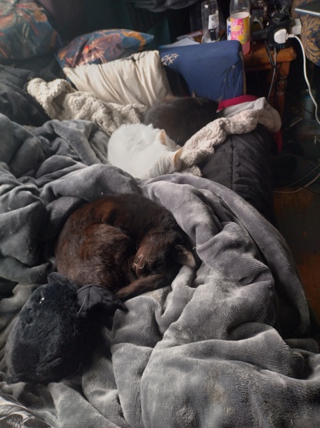 Trick or Cat Treat? The Excellent Cats do Halloween