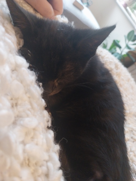 My lovely  kitten has a lump and I'm really worried.