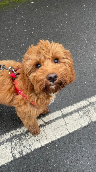 Which dog?