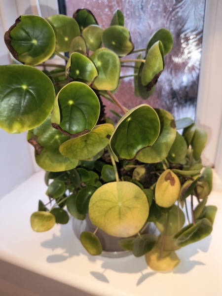 What does my Peperomiodes (Pancake Plant)  need?