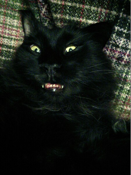 If your cat did OLD, what profile picture would she/he use?