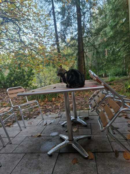 To think Whinfell Center Parcs should not have feral cats