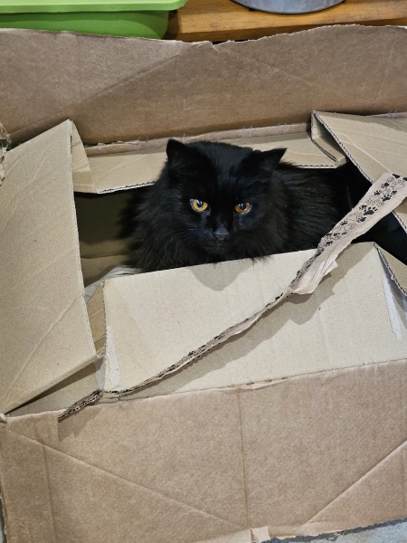 Trick or Cat Treat? The Excellent Cats do Halloween