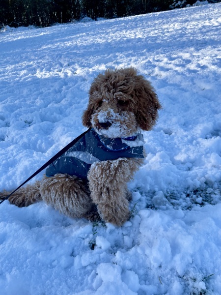 Christmas dog of the month: Share your festive dog photos & win a £100 prize bundle!