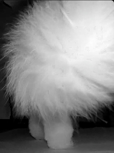 Bluestocking: Do androids dream of electric hair?