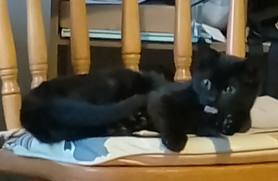 If your cat did OLD, what profile picture would she/he use?