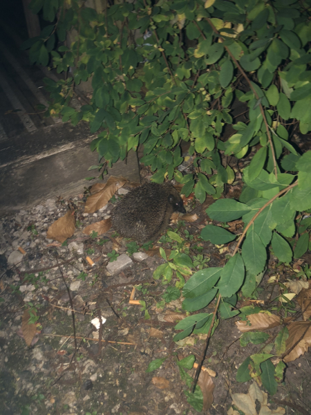 Hedgehogs, death and depression