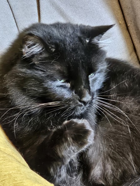 Trick or Cat Treat? The Excellent Cats do Halloween