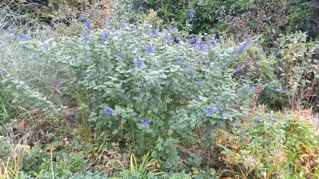 Plant i.d. - blue/purple flowers now