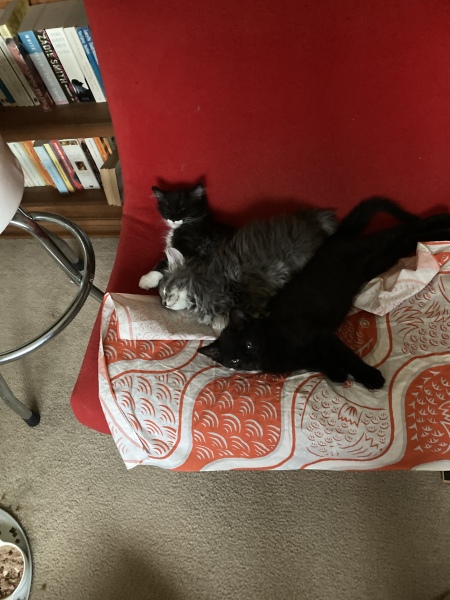 Trick or Cat Treat? The Excellent Cats do Halloween