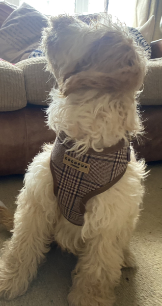 Royal Style: Welcome to the Court of the Dragon Queen!