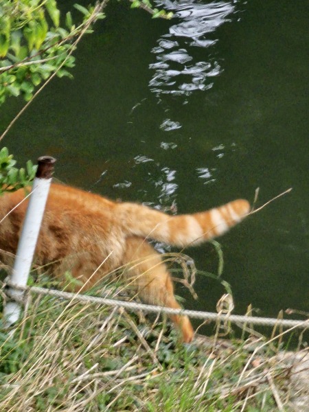 Trick or Cat Treat? The Excellent Cats do Halloween